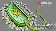 青海微生物分泌后碳酸钙颗粒集结三维动画